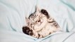 Is your cat's twitching in their sleep normal or a sign of seizure? This is how to see the difference
