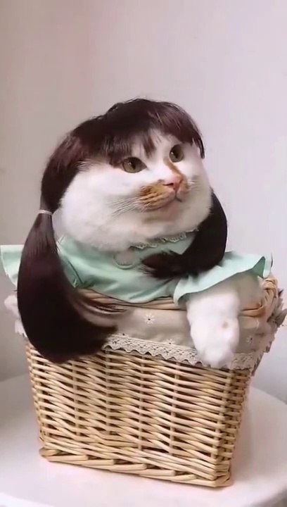 @cat_reaction_funny=969b9d