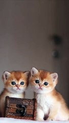 Cute kittens playing videos