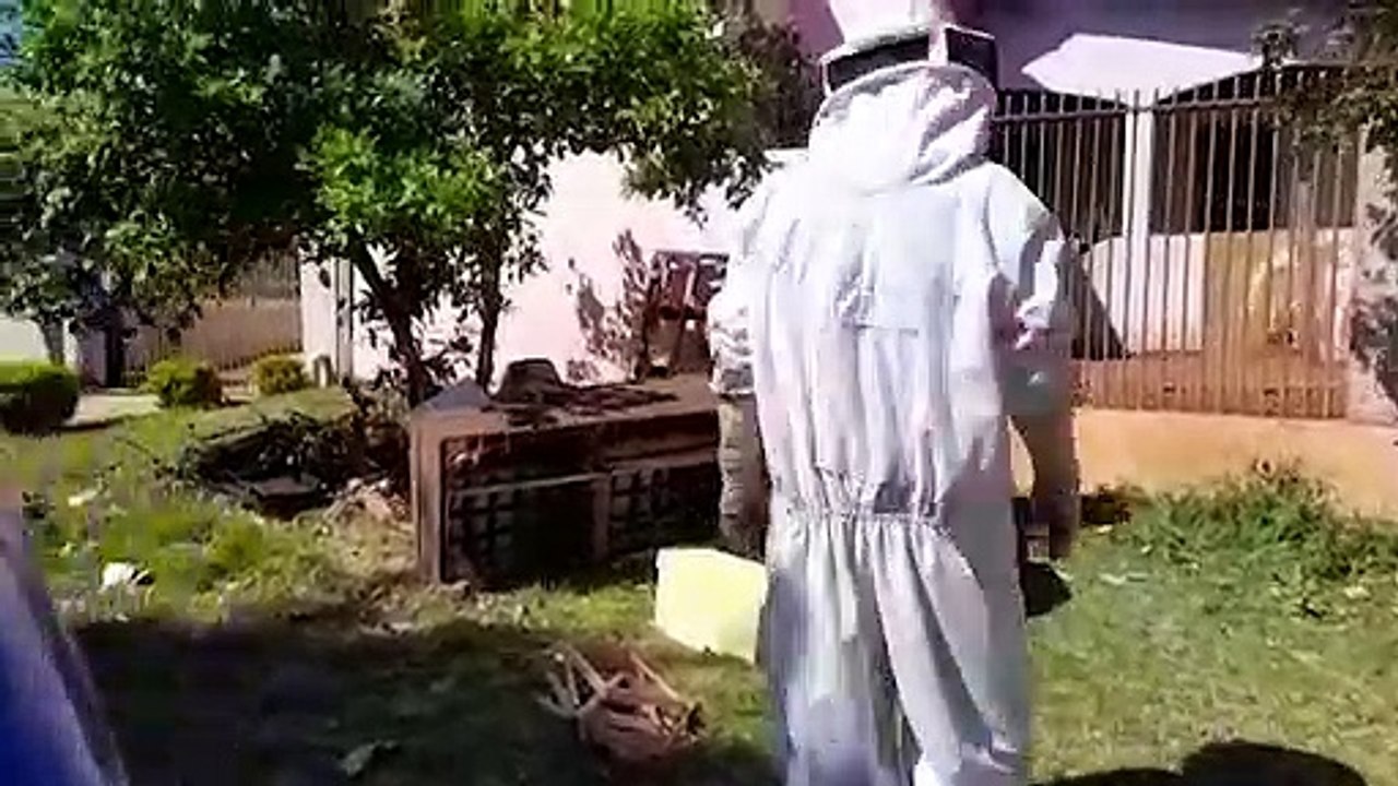 Defesa Civil retira enxame de abelhas no Bairro Cataratas