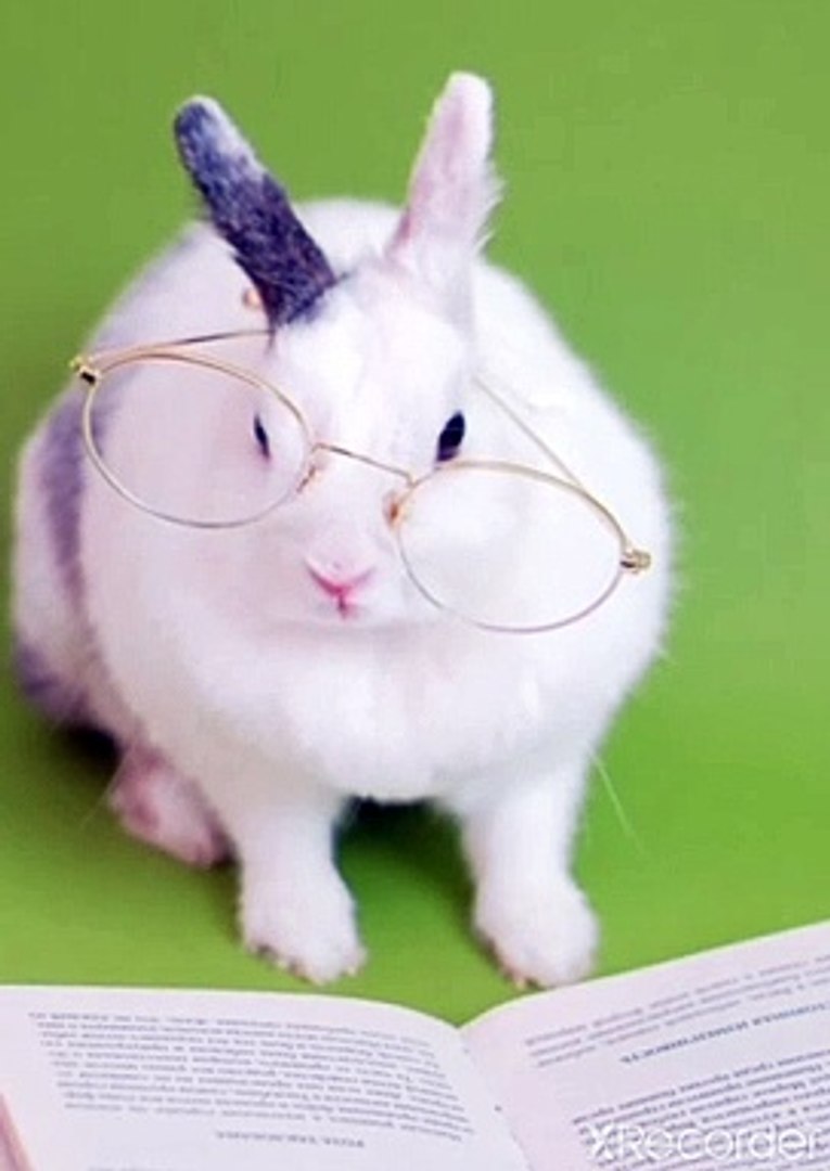 Intelligent rabbit