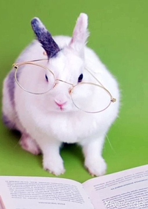Intelligent rabbit
