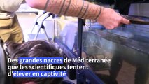 Des scientifiques au chevet de la grande nacre, décimée en Méditerranée