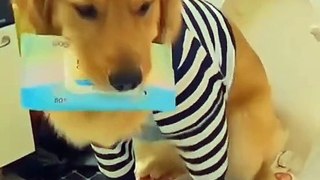 Attack Of The Funny Dogs  The Best Videos About Dogs Part-9