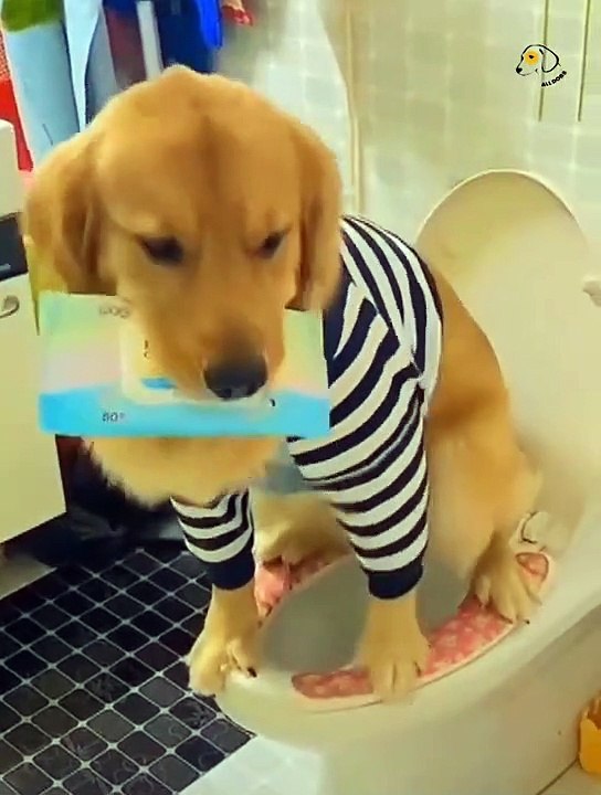 Attack Of The Funny Dogs  The Best Videos About Dogs Part-9