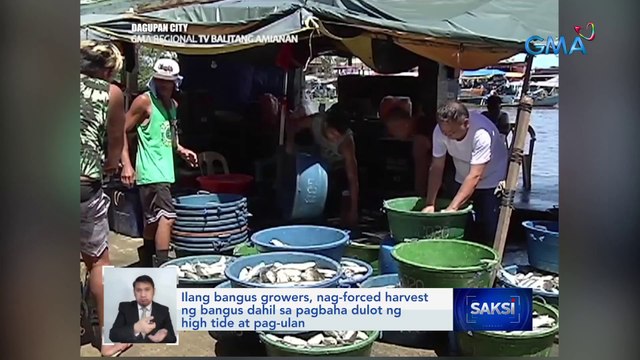 Ilang bangus growers, nag-forced harvest ng bangus dahil sa pagbaha dulot ng high tide at pag-ulan | Saksi