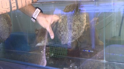Des scientifiques au chevet de la grande nacre, décimée en Méditerranée
