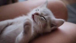Relaxing lullaby for Cat and Kittens, Cat Sleep Music