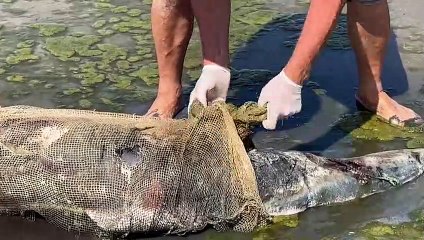 Un científico ucraniano cuenta los delfines muertos por la guerra