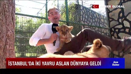 İstanbul'da İki yavru aslan dünyaya geldi! Zor anlar yaşattılar: Isırıyor ama bu...