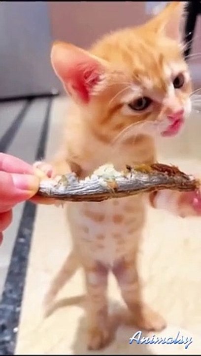 Cats funny videos