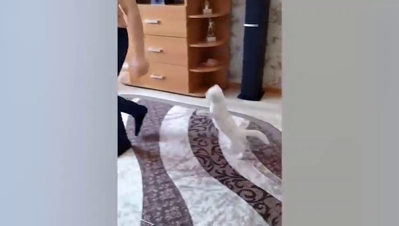Cats Love Their Owner On A Different Level!!