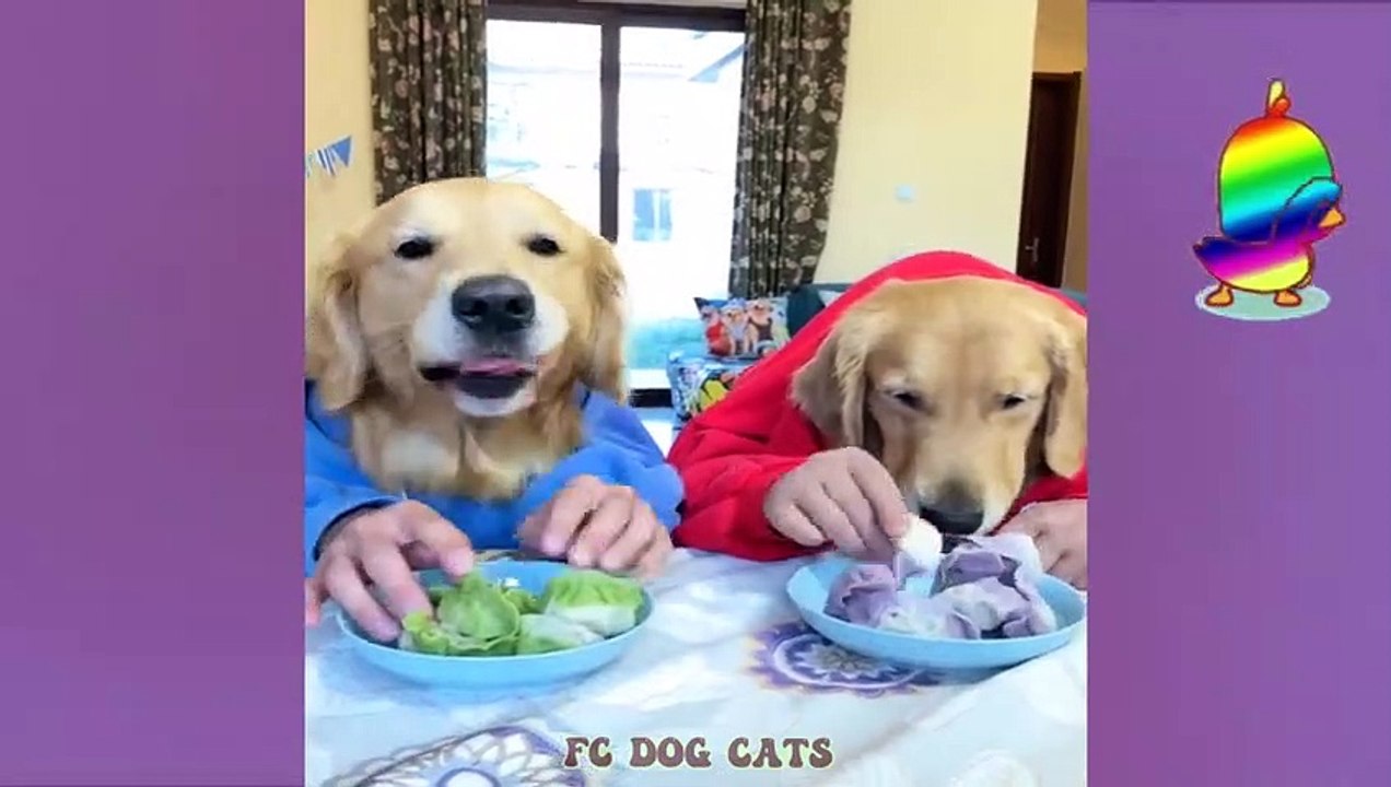 Funniest Animals - Funny Dog And Cat - #5