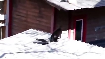 Ozzy Man Reviews Crow vs Cat vs Cat