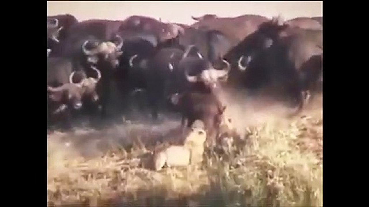 Ozzy Man & Mozza Commentate Battle at Kruger