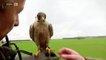 Ozzy Man Reviews Danish Hunting Falcon
