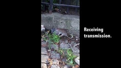 Ozzy Man Reviews Rat vs Pigeon in New York