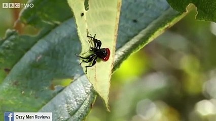 Ozzy Man's The Lives of Animals - Volume 3 (Feat. Mozza)