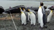 Ozzy Man Reviews Penguins vs Rope