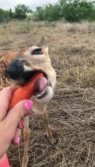 Fawn Tries to Nibble on Carrot