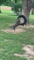 Dog Tries To Get Atop Tyre Swing