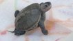 Innovative hatchery protects Jersey Shore turtles from flooding, sea level rise