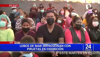 Familias disfrutan con espectáculo de Lobos de Mar en Zoológico de Huachipa