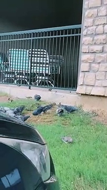 Teamwork Feeds the Birds