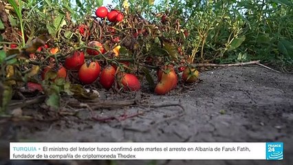 Italia: cosechas de tomate en riesgo a causa de las altas temperaturas