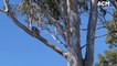 Koala in Tinonee - Manning River Times - 31 August 2022