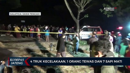 4 Truk Kecelakaan, 1 Orang Tewas dan 7 Sapi Mati