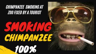 Smoking Chimpanzee || monkey smoking at zoo fixed by a tourist...#ChimpanzeeSmoking #monkeysmoking