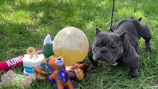 Important Tips on American Bully Care _  How to care for American Bully
