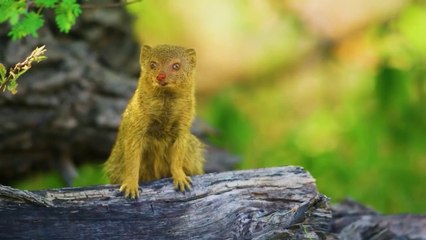 MENGENAL BINATANG animals world