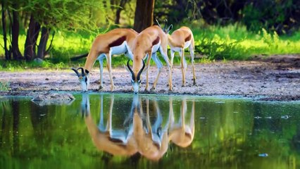 UNIK DUNIA BINATANG animals world