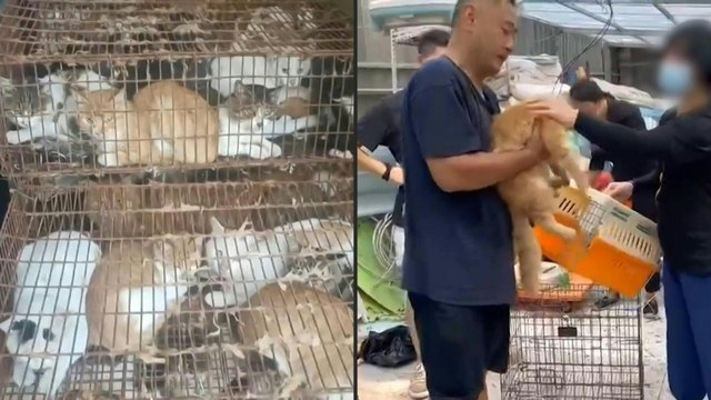 150 stolen pet cats rescued from meat traders in China