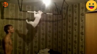 Most Funny Cat Videos _ Cat Funny video_NON STOP LAUGHING VIDEO.
