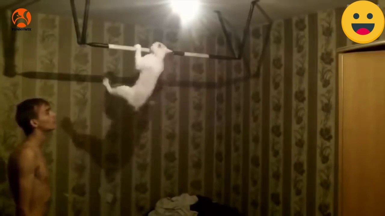 Most Funny Cat Videos _ Cat Funny video_NON STOP LAUGHING VIDEO.