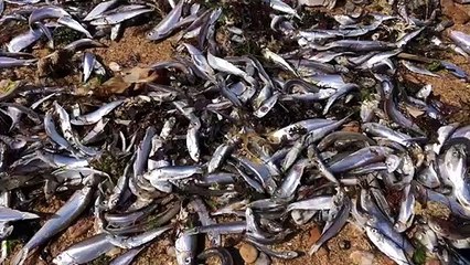 Des poissons échoués sur une plage de Vendée
