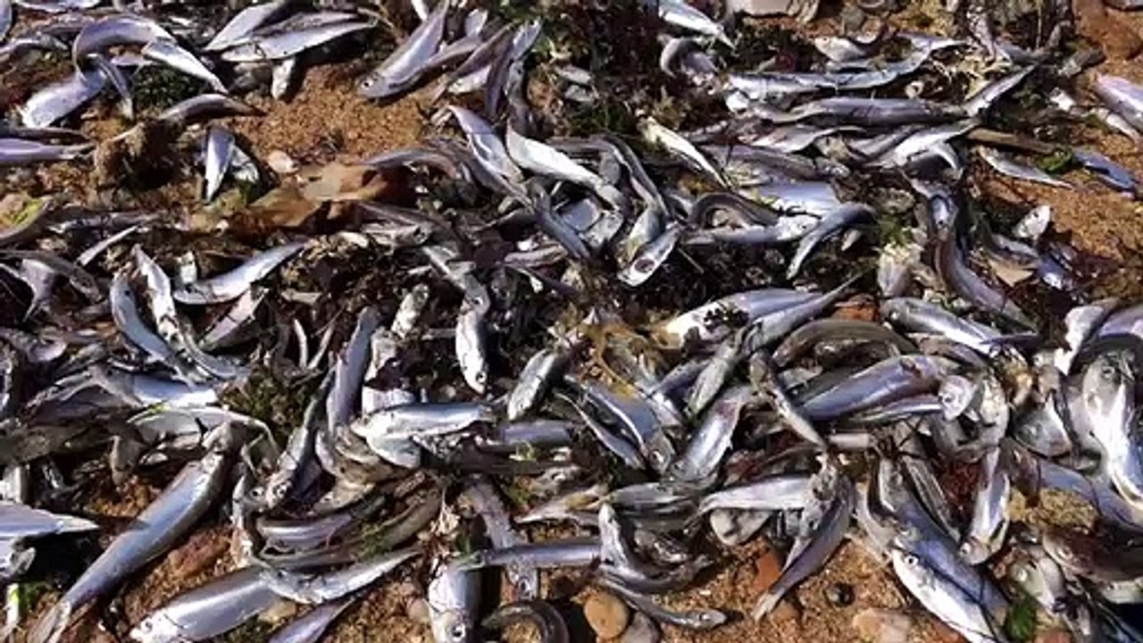 Des poissons échoués sur une plage de Vendée