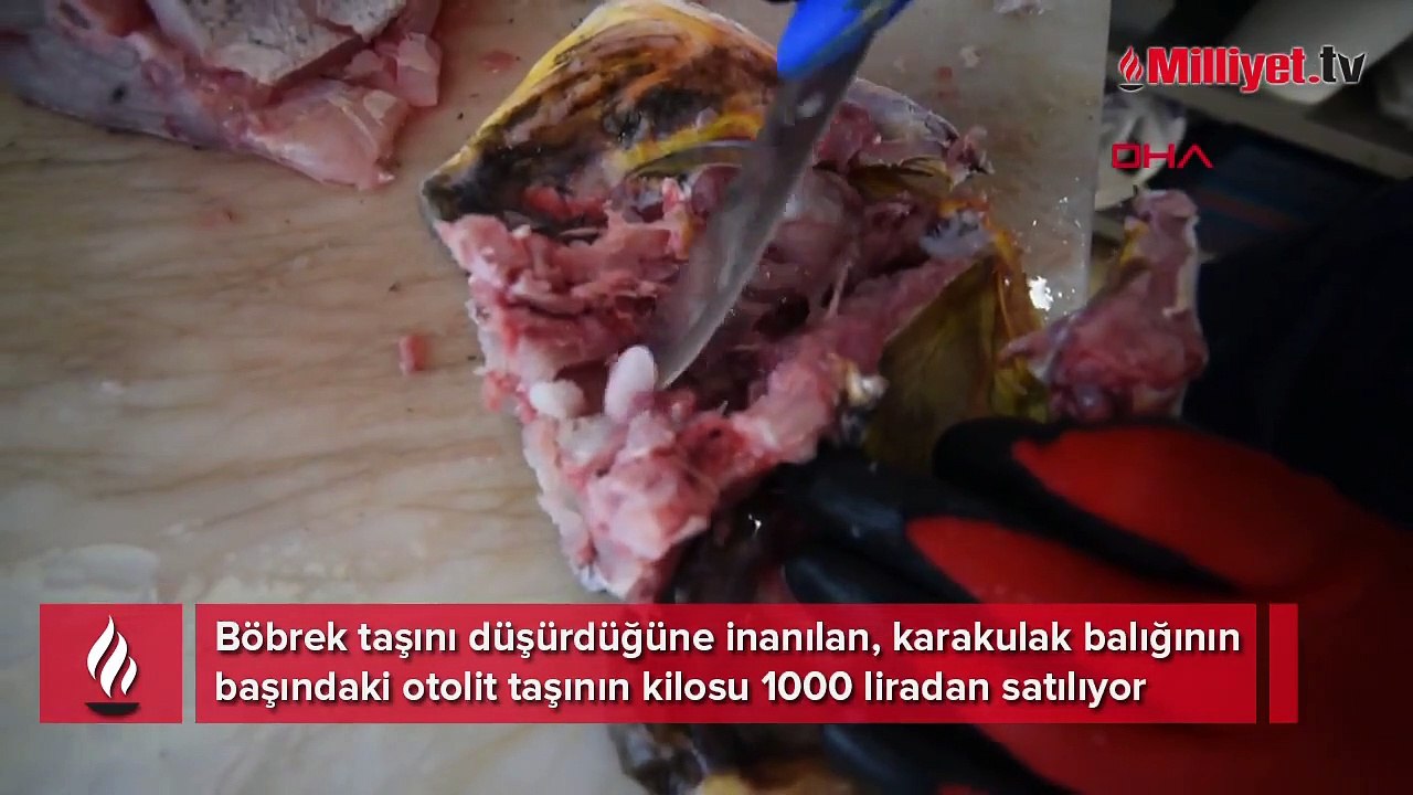 Balığın başındaki 'şifalı' olduğuna inanılan taşın kilosu, 1000 lira
