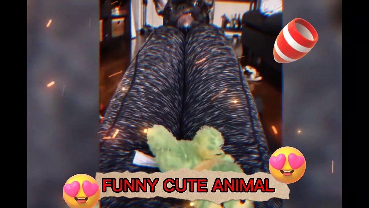 funny animals video | funny video
