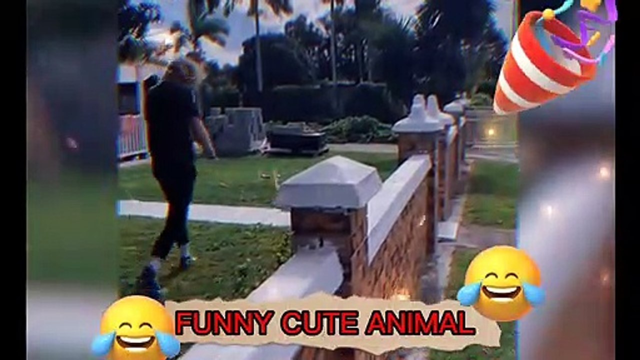 Funny Cute Animal 2022 | Funny Cute Animal