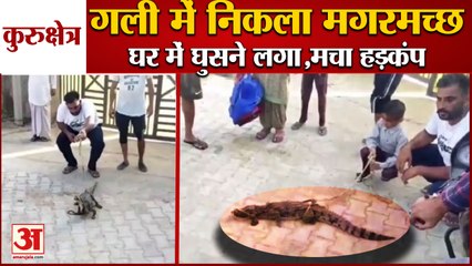 Crocodile Was Walking On Streets Of kurukshetra|गली में निकला मगरमच्छ,ग्रामीणों ने रस्सी से बांधा
