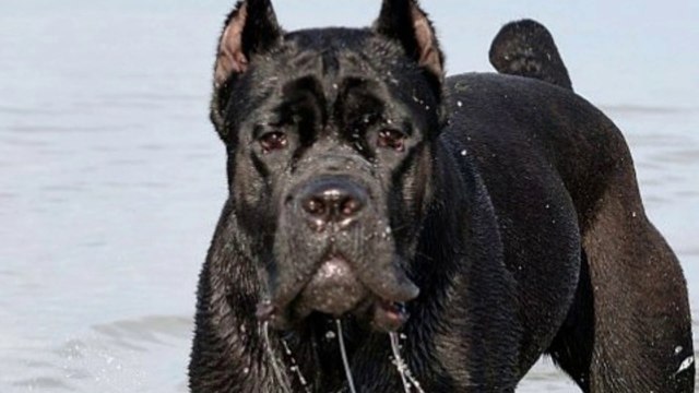 Bandog VS Cane Corso | Cane Corso vs Bandog fight | dog fight @animal sector
