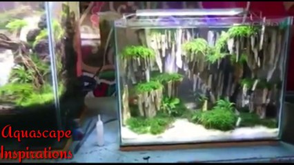 Aquascape - aquarium bikin betah.... Asli....