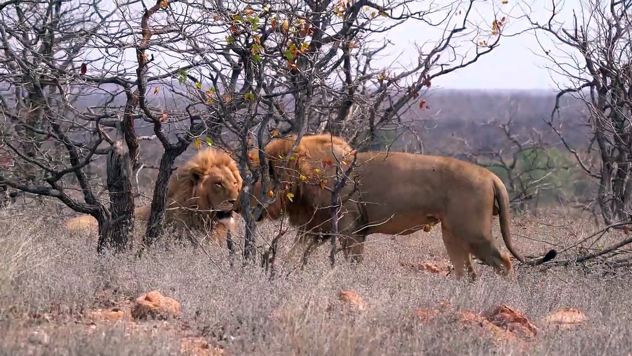 What happened to the GOLDEN BOYS _ Mopani male LIONS