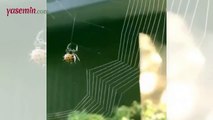 Nakış gibi işlenen örümcek ağı!