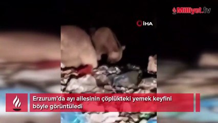 Ayı ailesinin çöplükteki yemek keyfi