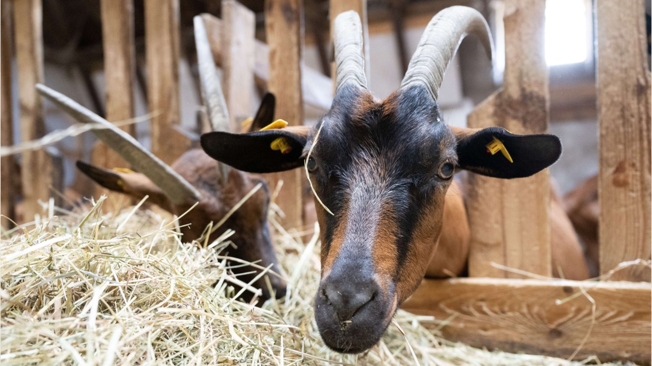 Heartbreak as dozens of dogs are amongst over 200 animals rescued in ‘one of the biggest animal welfare operations ever’ (VIDEO)